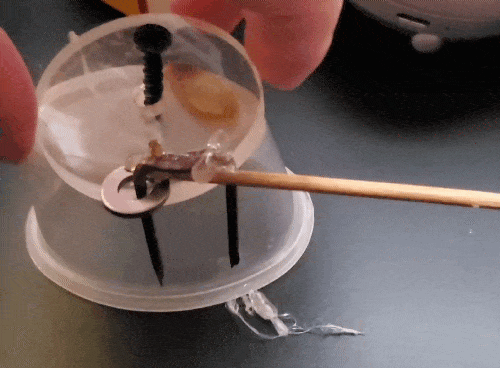 Testing the robot chicken